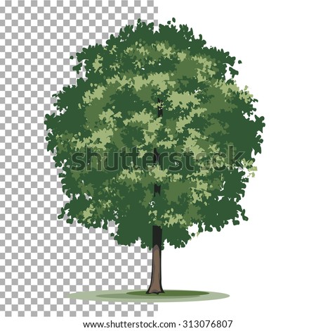 Bur Oak Tree Isolated Vector Illustration Stock Vector 313076807