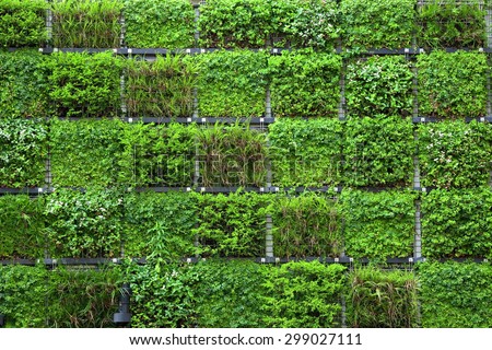 Green Wall Stock Photo 299027111 Green Wall Stock Photo 299027111