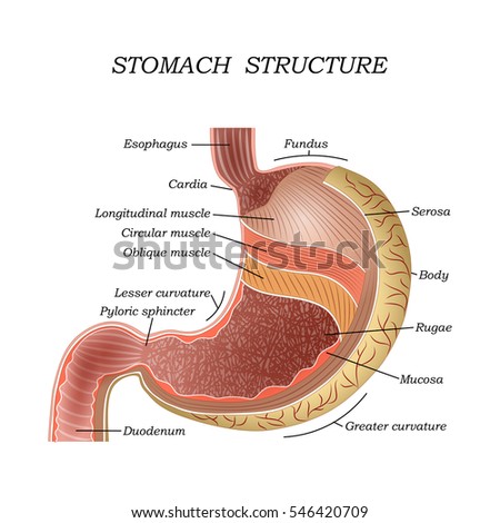 Structure Stomach Medical Educational Vector Illustration Stock Vector