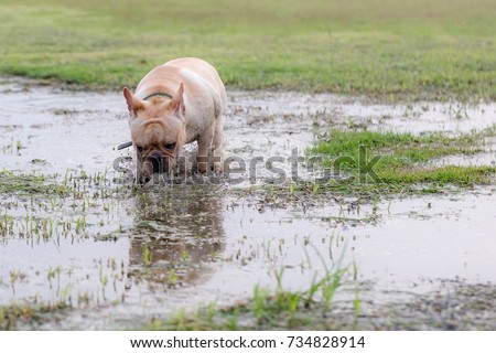 Cute Baby French Bull Dog Excercise Stock Photo Royalty Free