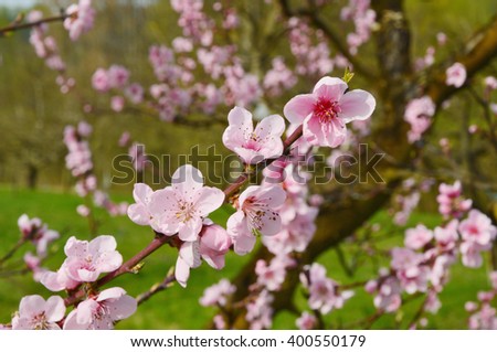 apricot blossom (vintage,soft focus,lens blur)