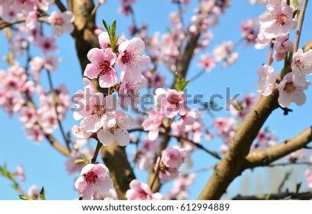 Apricot blossom in Wachau Austria along the Danube river.
Pink color Apricot blossom with blue sky background.