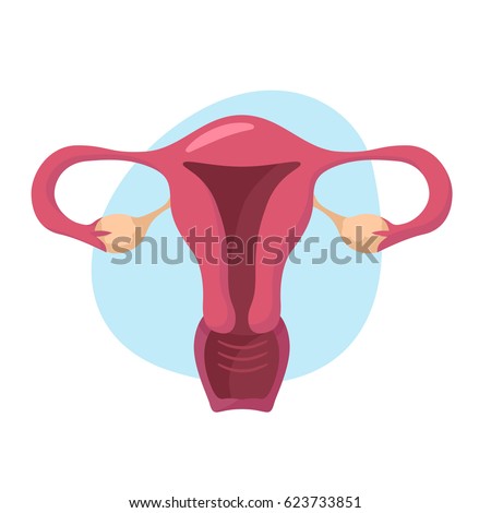 Section View Female Reproductive System Rasterized Stock Illustration ...