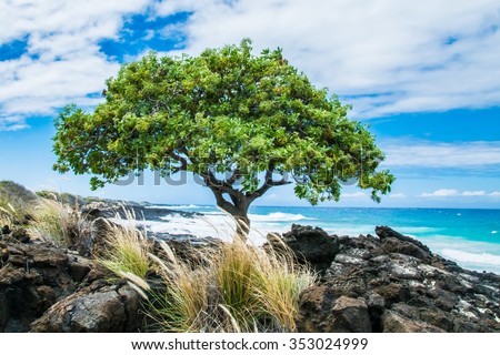 TỨ TUYỆT HOA - Page 31 Stock-photo-a-beach-heliotrope-tree-heliotropium-foertherianum-along-the-shore-of-lava-rock-near-kailua-kona-353024999