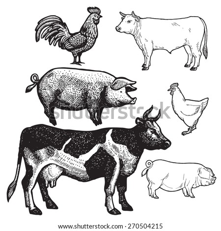 Pig Line Drawing Stock Photos, Images, & Pictures | Shutterstock