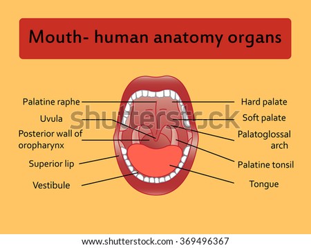 Parts Human Mouth Open Mouth White Stock Vector 369496367 - Shutterstock