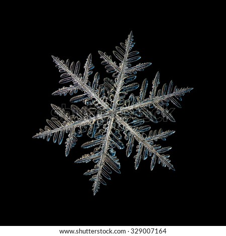 Real Snowflake Photo Single Stellar Dendrite Stock Photo 329007164 ...