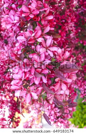 red cherry blossoms stock photo royalty free 649183174 shutterstock