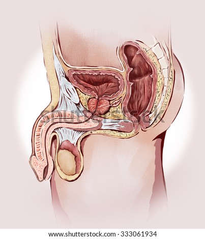 photo of male sex organs photo of male sex organs