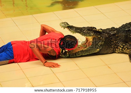 Phuket, Thailand - August 05, 2017. dangerous stunt with crocodiles: stuntman mouth trying to put into the mouth of a living crocodile paper money