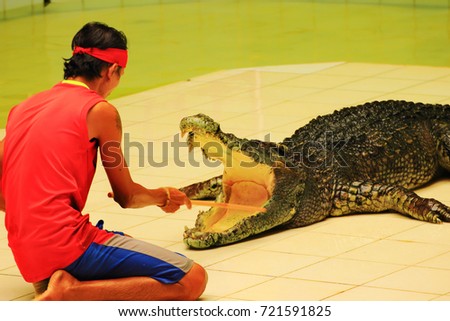 Phuket, Thailand - August 05, 2017. stuntman-the trainer prepares the crocodile to be dangerous to human trick