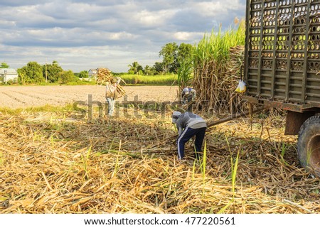 TAY NINH, VIETNAM - NOV 25, 2014: Workers havesting sugar cane on field at Tay Ninh, Vietnam.