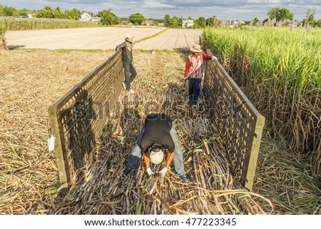 TAY NINH, VIETNAM - NOV 25, 2014: Workers havesting sugar cane on field at Tay Ninh, Vietnam.