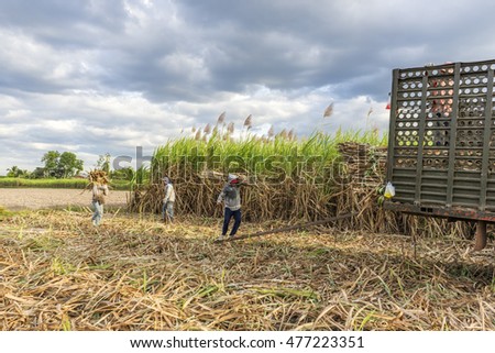 TAY NINH, VIETNAM - NOV 25, 2014: Workers havesting sugar cane on field at Tay Ninh, Vietnam.