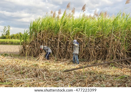 TAY NINH, VIETNAM - NOV 25, 2014: Workers havesting sugar cane on field at Tay Ninh, Vietnam.