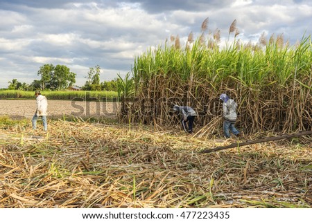 TAY NINH, VIETNAM - NOV 25, 2014: Workers havesting sugar cane on field at Tay Ninh, Vietnam.