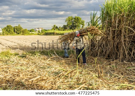 TAY NINH, VIETNAM - NOV 25, 2014: Workers havesting sugar cane on field at Tay Ninh, Vietnam.