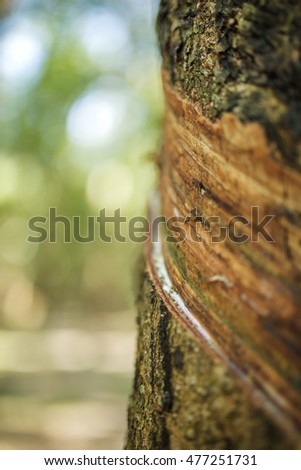rubber tree background at Tay Ninh, Vietnam.