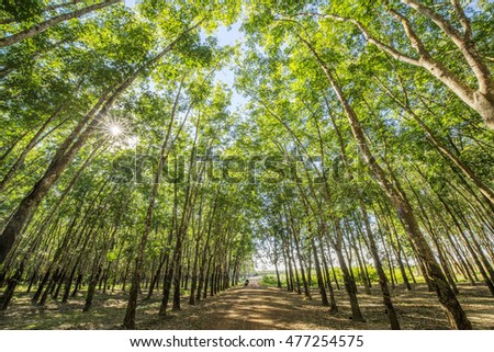 Top of rubber tree and rubber leaf and rubber plantation tree background at Tay Ninh, Vietnam.