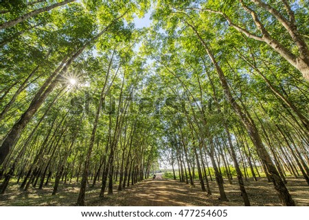 Top of rubber tree and rubber leaf and rubber plantation tree background at Tay Ninh, Vietnam.