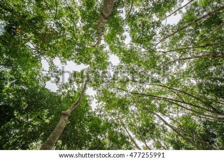 Top of rubber tree and rubber leaf and rubber plantation tree background at Tay Ninh, Vietnam.