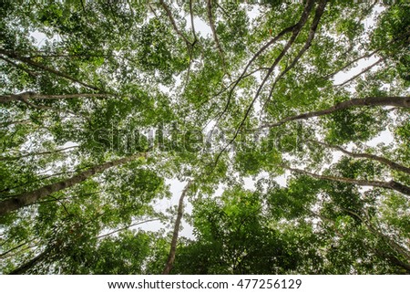 Top of rubber tree and rubber leaf and rubber plantation tree background at Tay Ninh, Vietnam.