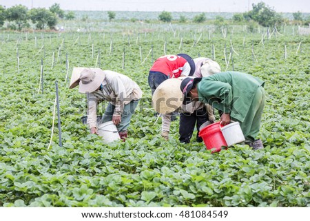 DA LAT, VIETNAM - MAY 15, 2016: Farmer on Strawberry Field or Strawberry farm at Da Lat, Vietnam