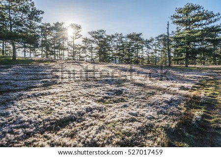 November, pink grass at Suoi Vang lake, Da Lat, Vietnam.