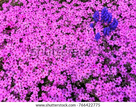 Purple Pink Carpet Flowers Field Moss Stock Photo 72653224 - Shutterstock