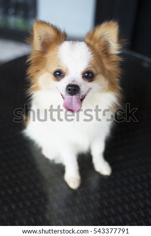 brown and white pomeranian brown and white pomeranian www pixshark images galleries with a bite brown and white pomeranian brown and white pomeranian www pixshark images galleries with a bite