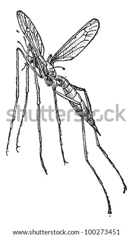Crane Fly Or Male Mosquito Diet