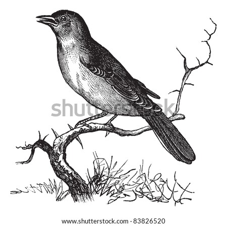 Nightingale Or Luscinia Megarhynchos Rufous Common Vintage Engraving Old Engraved Illustration