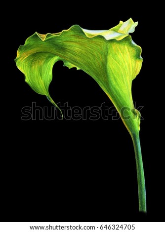 Calla Stock Images, Royalty-Free Images & Vectors | Shutterstock