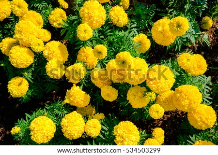 Common Yellow Garden Flowers spring flower garden stock images, royalty-free images & vectors Common Yellow Garden Flowers spring flower garden stock images, royalty-free images & vectors