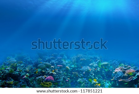 Underwater coral reef background