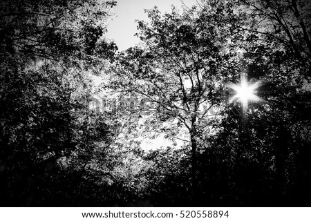 High contrast of the sun shining through the trees using filters to take away color High contrast of the sun shining through the trees using filters to take away color