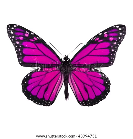 Pink Butterfly Stock Photos, Images, & Pictures | Shutterstock