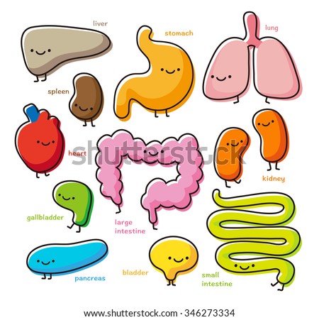 Vector Cute Cartoon Organs Set On Stock Vector 346273334 - Shutterstock