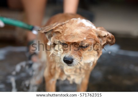 bathing pomeranians bathing pomeranian stock photo 571762219 bathing pomeranians bathing pomeranian stock photo 571762219
