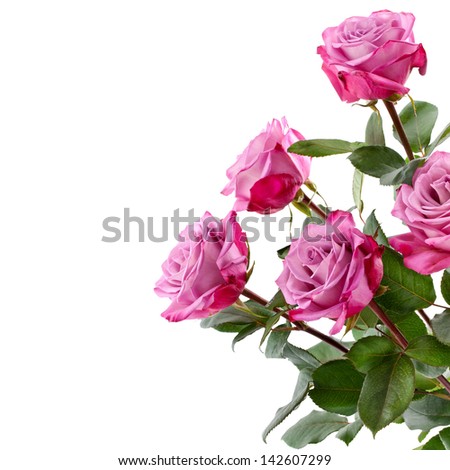Purple rose white background Purple rose white background