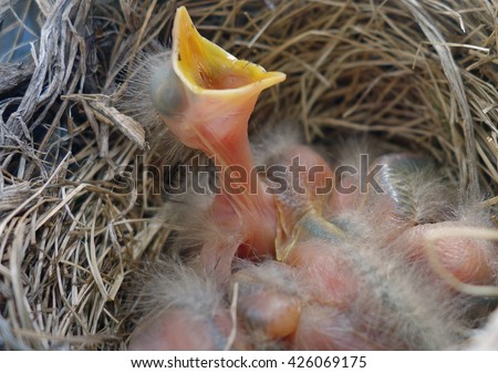 baby robin stock images royalty free images vectors baby robin stock images royalty free images vectors