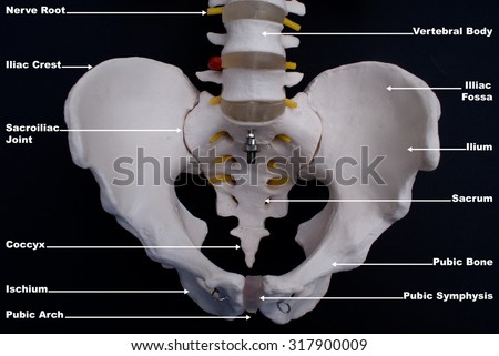 Sacroiliac Joint Stock Images, Royalty-Free Images & Vectors | Shutterstock