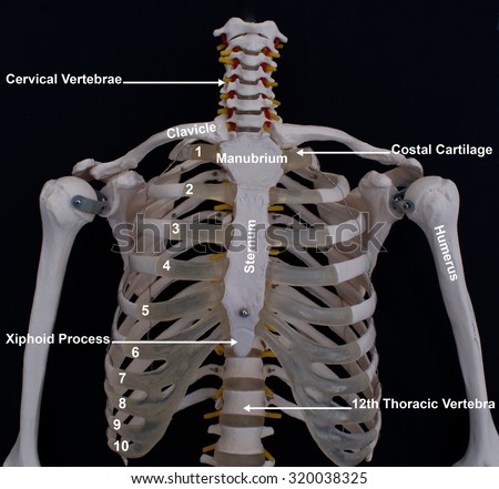 Xiphoid Process Stock Images, Royalty-Free Images & Vectors | Shutterstock