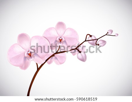 Beautiful three day old pink Orchids flowers in branch isolated on background. Orchid flower closeup.