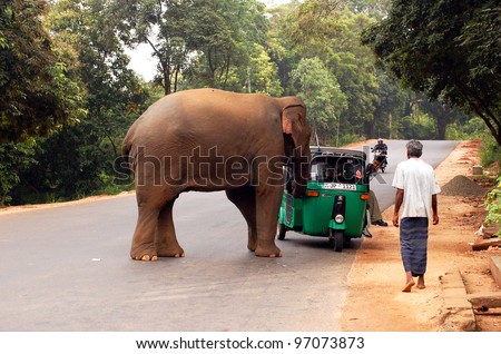 Elephant Attack Stock Images, Royalty-Free Images 