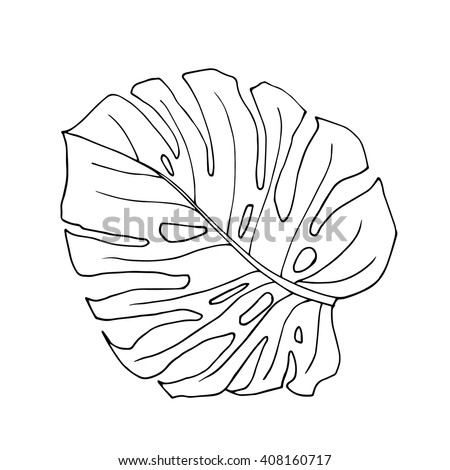 The monstera leave in black and white colors hand drawn design element vector isolated The monstera leave in black and white colors hand drawn design element vector isolated