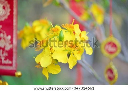 Macro a ochna integerrima integerrima branch, the flowers of traditional Vietnamese new year