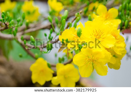 Macro a ochna integerrima integerrima branch, the flowers of traditional Vietnamese new year