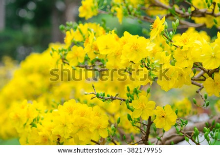Macro a ochna integerrima integerrima branch, the flowers of traditional Vietnamese new year