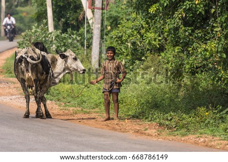 Mysore, India - October 27, 2013: Young laughing teenaged boy holds black and white cow on string along rural road in Ranganathapur hamlet. Green background with faded motorcycle in distance.